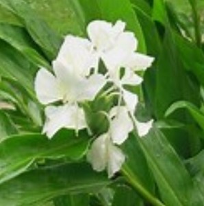 Lily Flowering Flower Bulb Rhizomes For Sale Ebay