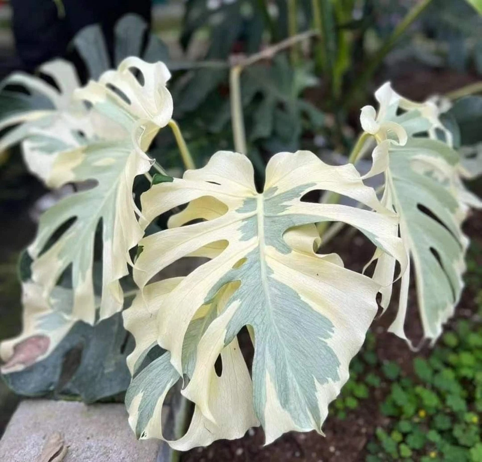 UT 2885XP Monstera White Ghost Lava planta de ventana oreja de elefante semillas pieza 2 - Imagen 1 de 1