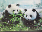 3D Picture of 2 Giant Panda Bears in the Snow