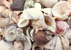 Small Seashell Assorted Ocean Mix (approx. 1 kilogram 300+ shells 0.5+ inches) - Picture 1 of 10