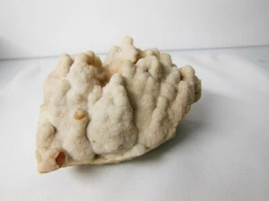 Fossile Achat Koralle Druzy / aus Missouri / 6,75 Unzen / siehe Details - Bild 1 von 19