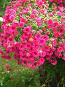 12 Pfl. Herbstastern versch Höhen -Herbstaster pink rosa dunkel-lila, weiß - Bild 1 von 4