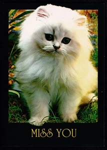 Miss You White Kitten Cat John Hinde Postcard - Picture 1 of 2