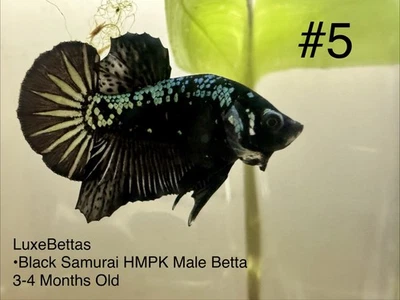 #5 Premium Black Samurai Betta High-Quality Plakat Male (USA Ship) Betta Fish - Image 1 of 2
