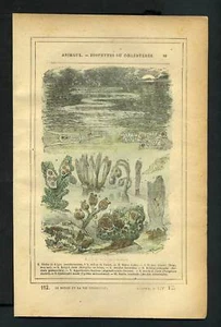 ANIMAUX ZOOPHYTE ou COELENTERES Gravure de 1887 - Imagen 1 de 1