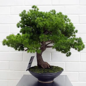 Artificial Bonsai Tree Pine Bonsai 50cm Leaf Design UK Trees Realistic Plant - Picture 1 of 4