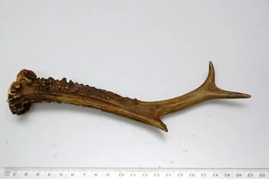 Bellissima asta di cervo 6 estremità corna decorazione tavola floristica 70 g - Foto 1 di 3