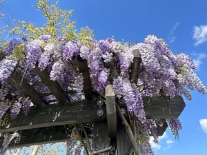 20 Dark Purple Chinese Wisteria Seeds Vine Climbing Flower Perennial Seed - Picture 1 of 3