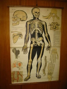ANTIKE DEUTSCHE MENSCHLICHE KÖRPER SKELETON LEINWAND SCHULKARTE KARTEKARTE 1960ERer - Bild 1 von 6