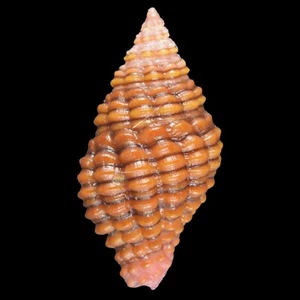 CLIVIPOLLIA PULCHRA (Olango Isl., Philippines) 16.5mm #47533 - Picture 1 of 3