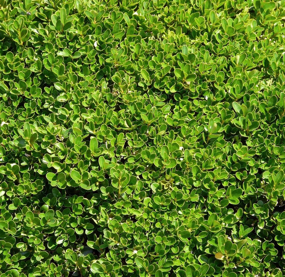 Buxus sempervirens - Gewöhnlicher Buchsbaum | Europäische Buchs - Bild 1 von 1