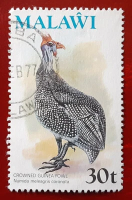 MALAWI 1975 30t Used Guinefowl Mi 237 Scott 241 ZOMBA Postmark Superb 6560 - Image 1 of 2