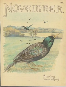 COLOUR PRINT , NATURAL HISTORY , EDITH HOLDEN , STARLING - Bild 1 von 1
