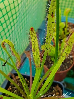 20+ Semillas, Drosera Capensis "Hoja Ancha" Foto 1 de 4