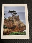 Lone Cypress Tree Naklejka z Pebble Beach Matowa 3,7" x 2,8" Golf Monterey CA