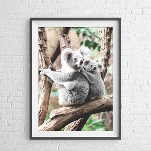AUSTRALIAN NATIVE KOALA BEAR ANIMAL POSTER PICTURE PRINT Sizes A5 to A0 **NEW** - Photo 1/14