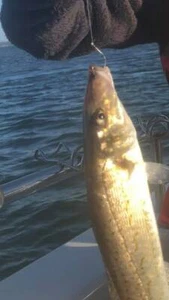 wide gape hook size 6 to 6/0 boxs of 100 - Picture 1 of 9