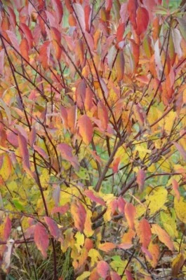 Silky Dogwood живой кустарник в контейнере No3 - Изображение 1 из 2