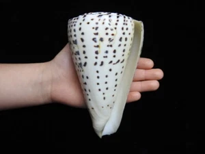 Sea shell Conus leopardus 133.5mm ID#6667 - Picture 1 of 5