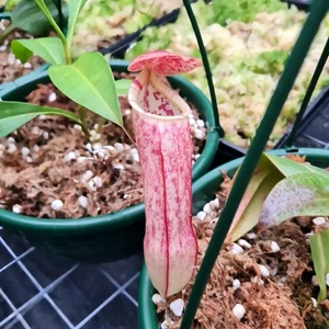 Nepenthes Eustachya x Bokorensis - Picture 1 of 5