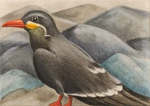 Inca Tern, ACEO Original Art, Color Pencil, Watercolor, 2.5x3.5, Signed - Picture 1 of 2