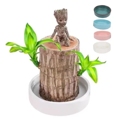 Brazilian Wood Plant Water Raise Mini Brazil Lucky Wood Potted Tree Indoor Decor - Image 1 of 4