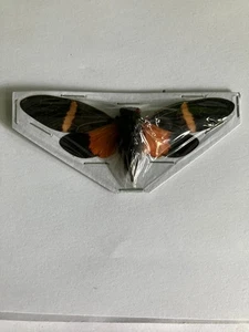 Real Insect/Butterfly/Moth Set B2644 Cicada Rare Orange Tosena paviei - Picture 1 of 2