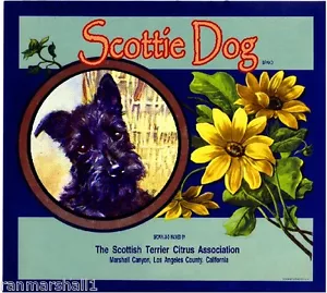 Marshall Canyon Scottish Terrier cane arancione agrumi cassa frutta etichetta stampa artistica - Foto 1 di 1