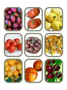 Set di semi di pomodoro - 6 varietà da 10 semi ciascuna - varietà di pomodoro top - Foto 1 di 1