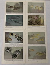 Antique Art Prints Hashime Murayama Fish Lot 4 Pages Front & Back 1924 Magazine