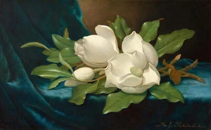 Giant Magnolias on a Blue Velvet Cloth by Martin Johnson Heade Art Print - Picture 1 of 1