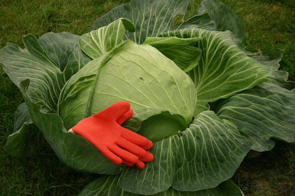 CAVOLO CAPPUCCIO GIGANTE - GIANT CABBAGE, 50 semi + OMAGGIO