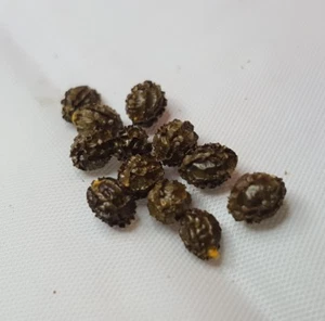 36 + Rare! Dwarf Papaya! tropical fruit tree seeds - Picture 1 of 5