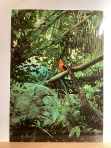 Amazon Rain Forest, National Aquarium: Baltimore, MD - Vintage Postcard - Picture 1 of 3