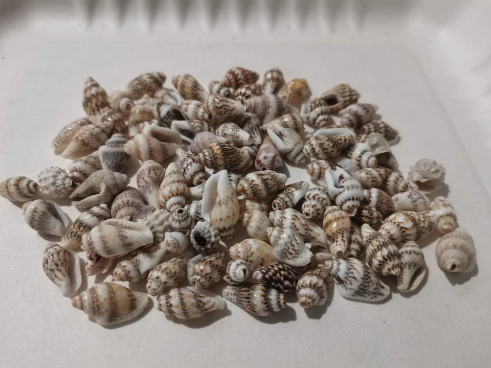 300pcs Natural Sea Shell Beads  Assorted 9mm - 12mm Hole 1mm Seashell Patterned - Image 1 of 1