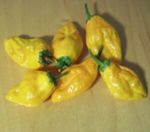ORANGE PEPPERONCINI PEPPER SEEDS 15+ HOT exotic SPICE CULINARY VEGETABLES SALSA