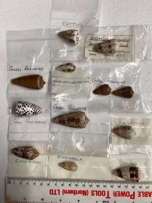 A small selection of Conus Shells, a nice variation of size shape and colouring  - Image 1 of 3