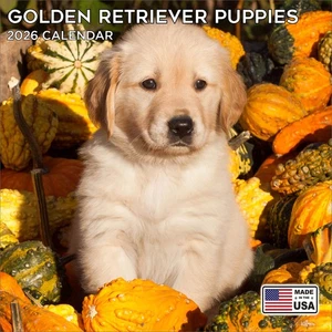 Golden Retriever Welpen Kalender 2026 - Wandkalender Hunderasse - Made in USA! - Bild 1 von 8