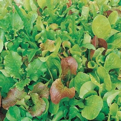 HORTUS 2000 semi DI MISTICANZA LATTUGHE SENZA RUCOLA RUCOLA E VALERIANE -INSALATA MIX