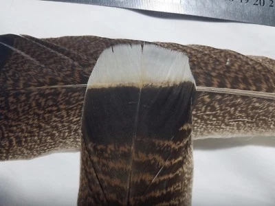 10 piezas plumas raras de cola de pavo salvaje 10-12 pulgadas/25-30 cm para atar moscas Foto 1 de 4