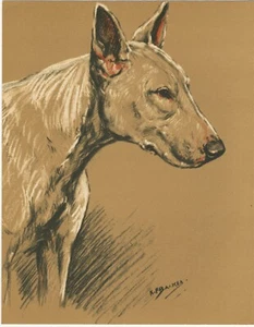 BULLTERRIER KOPFSTUDIE SCHÖNE ALTE HUNDEKUNSTDRUCK 1930ER JAHRE KÜNSTLER K F BARKER - Bild 1 von 1