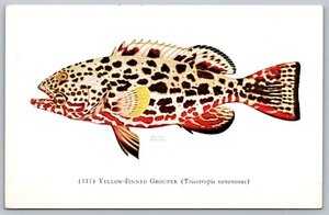 1932 Yellow Fin Grouper Chicago Shedd Aquarium N Erickson 111 Art Postcard F17 - Picture 1 of 4
