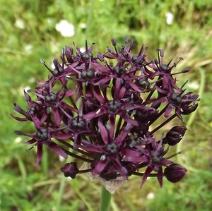 @ (◕‿◕)\\@   ALLIUM  " ATROPUPUREUM " ( 3 ) - Bild 1 von 1