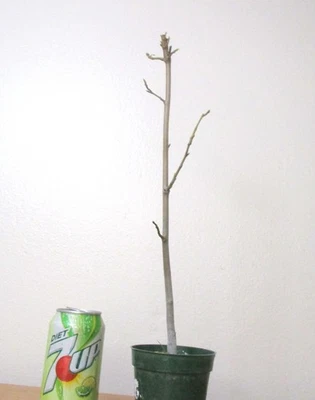 Liquid Ambar Maple for mame shohin bonsai tree - Image 1 of 4