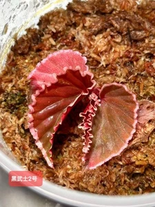 Very Rare Tropical Begonia Darthvaderiana - Picture 1 of 2