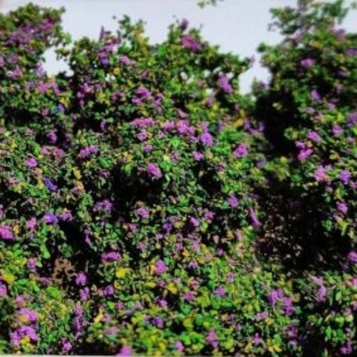 DIORAMAPRESEPE Kleine Büsche WarHammerGreen 1-2cm mit lila Blüten - Miniatur Pflanze Diorama