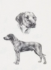 RHODESIAN RIDGEBACK DOG GREETINGS NOTE CARD, LOVELY HEAD STUDY & STANDING DOG - Photo 1/1