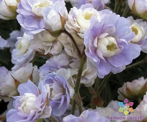 25+ семян герани Summer Skies для посадки в саду — США — БЕСПЛАТНАЯ ДОСТАВКА! - Изображение 1 из 1