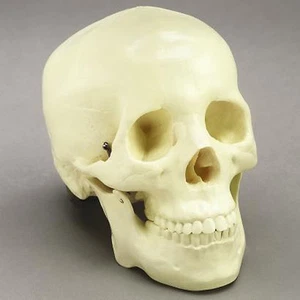 Modelo de cráneo humano tamaño natural de 2 piezas, cráneos NUEVOS - Imagen 1 de 4