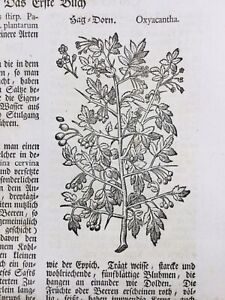 Botanique 1744 Oxyacantha Spina Infectoria Rare Gravure sur bois Plante